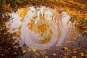 Bright Autumn Trees Reflected in Puddle 2