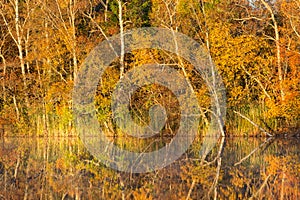 Autumn Reflections in a lake