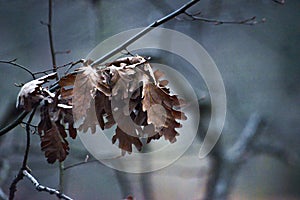 Autumn Relics: Dry Leaves Adorn the Branch