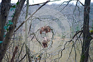 Autumn Relics: Dry Leaves Adorn the Branch