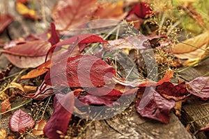 Fallen autumn leaves, red and yellow on an old wooden board.