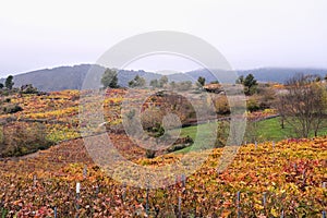 Autumn in Ribeira Sacra photo