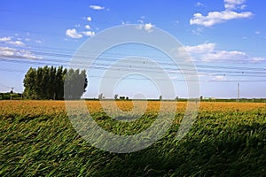 The autumn rice fields
