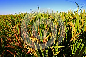 The autumn rice fields