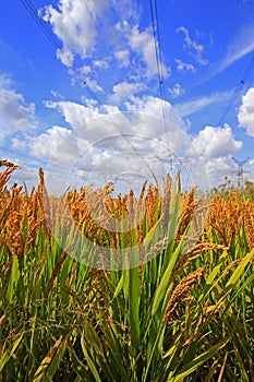 The autumn rice fields