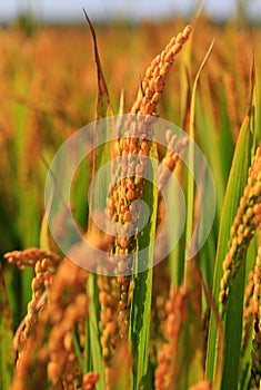The autumn rice fields