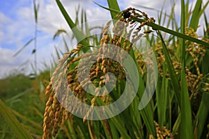 The autumn rice fields