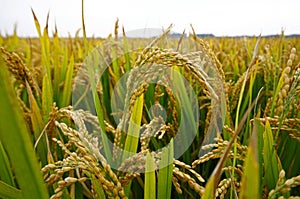 The autumn rice fields