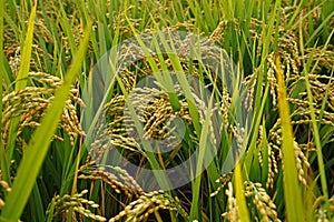 The autumn rice fields