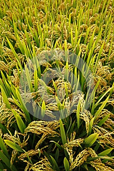 The autumn rice fields