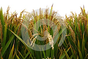 The autumn rice fields