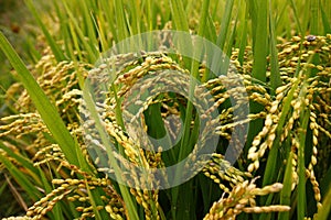 The autumn rice fields