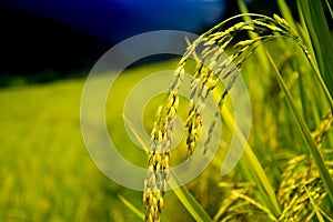 Autumn rice filed, paddy rice