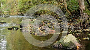 Autumn river flows along the stones of the roots of trees