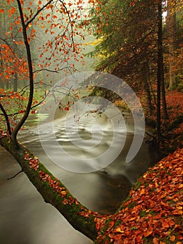 Autumn river in forest. Bended tree above water level