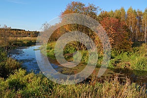 Autunno. un fiume alberi 