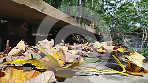 Autumn riverside scene with dry leaves falling over wooden stairs