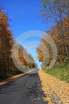 Autumn Road