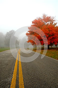 Autumn Road