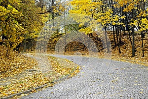 Autumn road