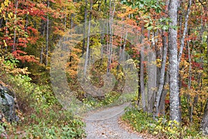 Autumn Road