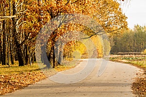 Autumn road