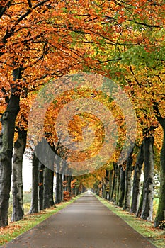 Autumn road