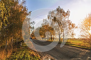 Autumn road along winter wheat fields