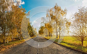 Autumn road along winter wheat fields