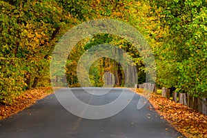 Autumn road, colorful countryside scene in Lithuania nature foliage