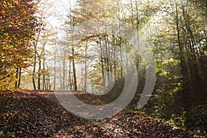 Autumn road through the forest with bright side sun rays