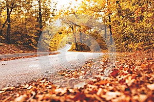 Autumn road in forest, sun rays, yellow fallen leaves, peace and quiet.