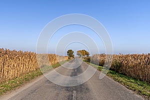 Autumn road on the Great Hungarian Plain