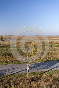 Autumn road on the Great Hungarian Plain