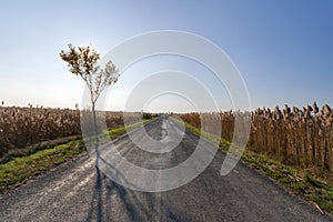 Autumn road on the Great Hungarian Plain