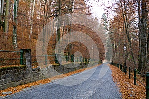 Autumn Road II