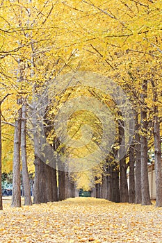 Autumn road in morning