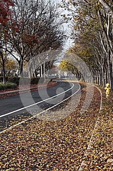 Autumn road in the peaceful neighborhood