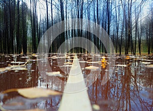 Autumn road separation line after rain background