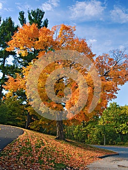Autumn in Rockcliffe Park, Ottawa