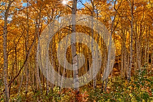 autumn in the rocky mountains of Colorado. Kebler Pass near Crested Butte, Colorado