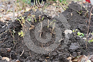 Autumn rose care and winterizing. Mounding pruned roses with soil and mulch to protect rose bush from hard frosts in winter