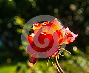 Autumn rose lit by the sun.Yellow pink rose flower.