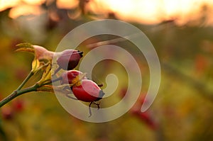 Autumn rosehip