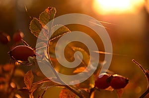 Autumn rosehip