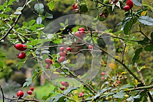 Autumn rosehips in the English countryside photo