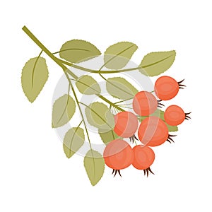 Autumn roseship with leaves. Cartoon style. Isolated element