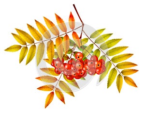 Autumn rowan branch