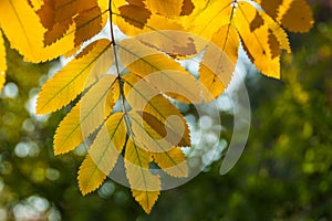 Autumn rowan leaves background