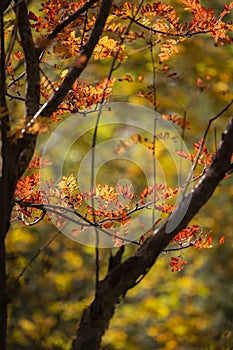 Autumn Rowan or Mountain Ash Sorbus